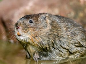 Supporting image for story: Beavers pave way for return of endangered water voles to Scottish rainforest