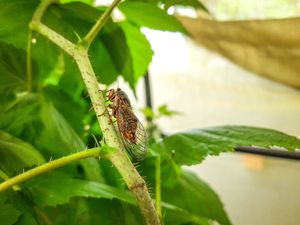 Supporting image for story: Singing cicadas brought back to UK from France after disappearing in 1990s