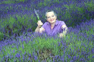 Supporting image for story: The scent of lavender is wafting through the Shropshire air