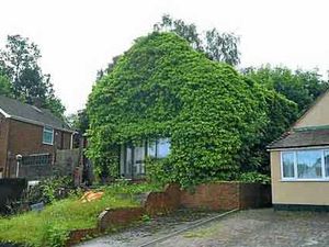 Supporting image for story: Ivy eyesore goes at last as house is sold