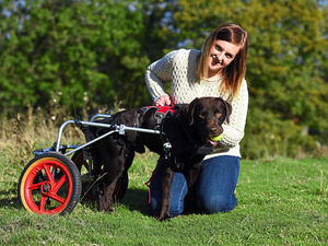 Supporting image for story: Shropshire's Victoria and Lenny on road to recovery after both broke backs in crash