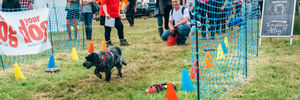 DogFest. All pictures from: https://dog-fest.co.uk/cheshire
