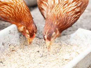 Supporting image for story: An all Wales avian Influenza Prevention Zone has been put in place by the Welsh Government