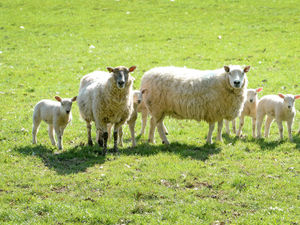 Supporting image for story: Economics to be influential weapon in battle of food miles