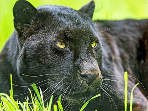 Supporting image for story: Panther-type big cat spotted climbing Telford fence