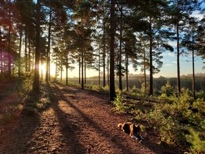 Supporting image for story: Shropshire Farming Talk: The benefits of woodland management 