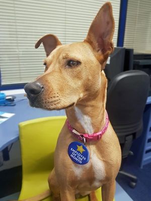 Lena at Work at Four Oaks Legal Services 