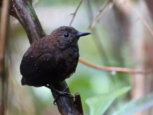 Supporting image for story: Majority of world’s bird species in decline as nature crisis deepens – experts