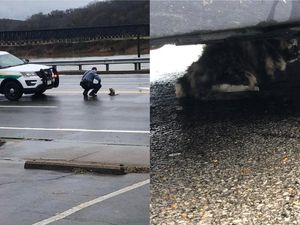 Supporting image for story: This police officer stopped to rescue an injured cat and it will warm your heart