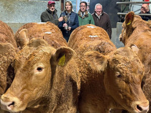 Supporting image for story: Strong store cattle trade at Bishops Castle as Victor wins the silverware
