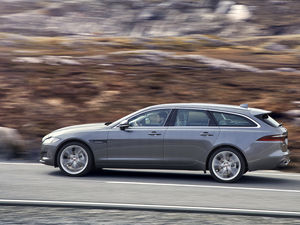 Supporting image for story: Big cat purrs