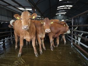 Supporting image for story: Illegal movement of cattle across Irish border led to 2004 probe, files show