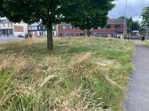 Green space off Proffitt Street. Photo:  Rachel Alexander