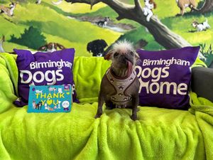 Peggy at Birmingham Dogs Home
