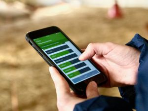 Supporting image for story: App-y animals: Farmers use smartphones to keep track of livestock emotions