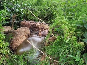 Supporting image for story: Owner of decapitated and dumped sheep felt 'physically sick' about their theft