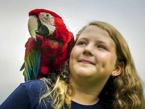 Supporting image for story: A flap in Shropshire as Diva escapes . . . and blows kisses