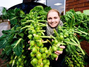 Supporting image for story: Sprout-picking season at Essington Farm