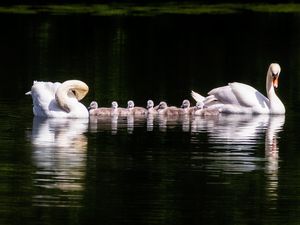 Supporting image for story: Swans snapped in Sandwell beauty spot