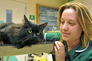 Veterinary nurse Louise Garmston keeps an eye on the injured cat