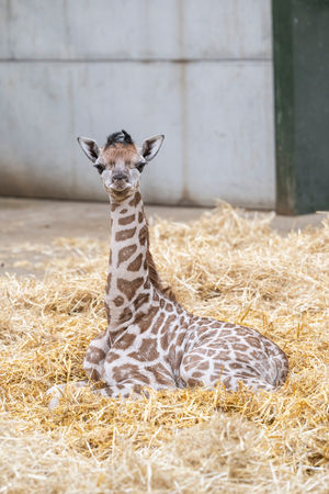 Keepers say the calf is thriving under the care of her mother.
