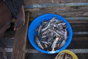 Fish caught from Lake Victoria