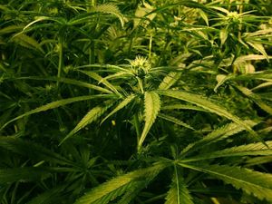 Supporting image for story: Cannabis farmer jailed after police uncover £400,000 factory