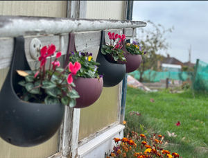Column Allotment Society in Shrewsbury has won a nationwide competition with Aldi.