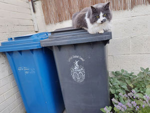 Supporting image for story: Concerns raised as Lichfield waste collection calendars go digital