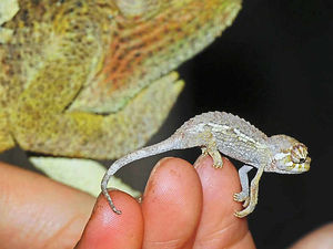 Supporting image for story: 17 chameleon babies born at zoo near Wolverhampton