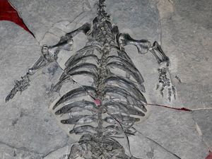 Supporting image for story: Ancient ‘Frisbee’ turtle had no shell