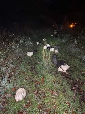 The rabbits had been dumped out in the open. Photo: Hannah Carpenter