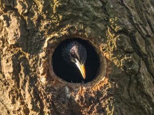 Adorable images show springtime birds hard at work busily building nests in British countryside gardens. 