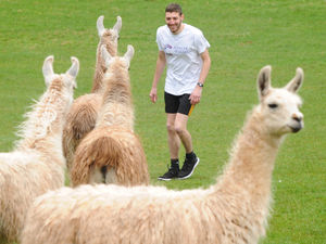 Supporting image for story: Chasing llamas: 2018 Bridgnorth Walk winner starts his training