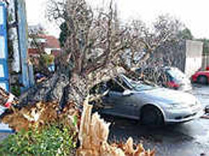 Supporting image for story: Tree crushes parked cars