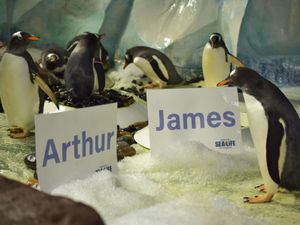 Supporting image for story: 'Psychic' Birmingham Sea Life Centre penguin predicts Royal Baby name