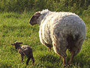Supporting image for story: Challenge for sheep farmers