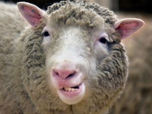 Supporting image for story: 'Baaad' news for commuters as trailer full of sheep partially blocks A-road
