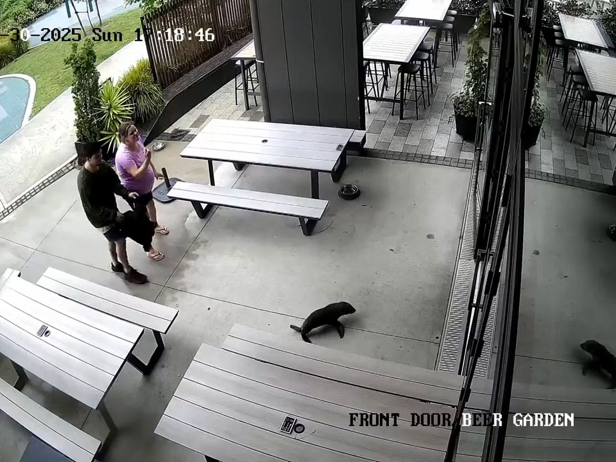 Baby seal waddles into bar in New Zealand