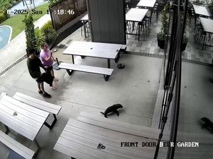 Supporting image for story: Baby seal waddles into bar in New Zealand