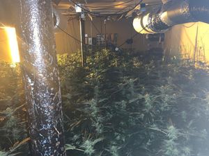 Inside the cannabis farm. Photo: @HTown_EParkWMP
