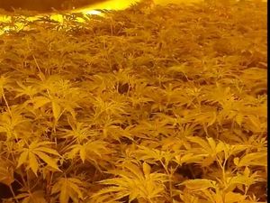 Supporting image for story: Major cannabis farm found in former bank on Black Country high street