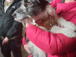Eddie was rescued from 'thick undergrowth' in Stafford. Picture: Staffordshire Fire and Rescue Service.