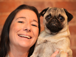 Supporting image for story: Alastor the pug: Family relive 'heartbreaking' ordeal after beloved dog snatched by thief