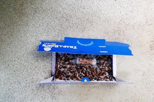 A cockroach infestation was found by officers at the supermarket. Photo: Walsall Council