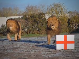 Supporting image for story: Three Lions at West Midlands Safari Park predict England v France result