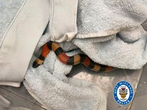 Supporting image for story: Police called after snake found in toilet at Wolverhampton home 