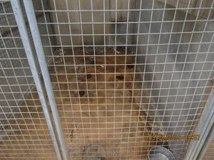 Kennels had filthy bedding areas