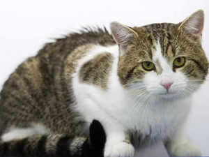 Supporting image for story: Letter: What is the point of cats?