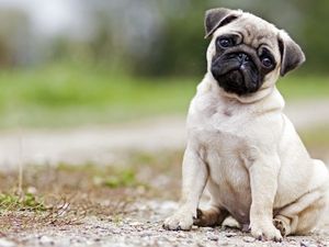 Supporting image for story: Scientists have found the mutation that makes pugs look like that 